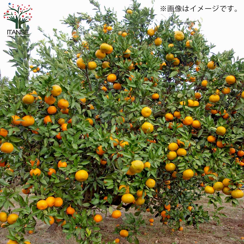 みかんの苗 興津早生(おきつわせ)【果樹の苗木 4～5号ポット 接木苗／1