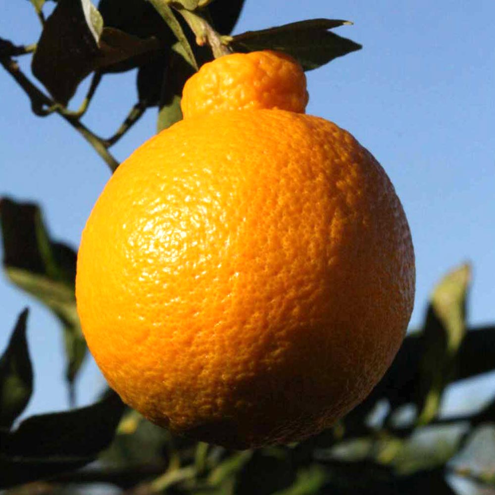 デコポンの苗木 不知火【果樹苗 3年生 接木苗21～24cmポット／1個