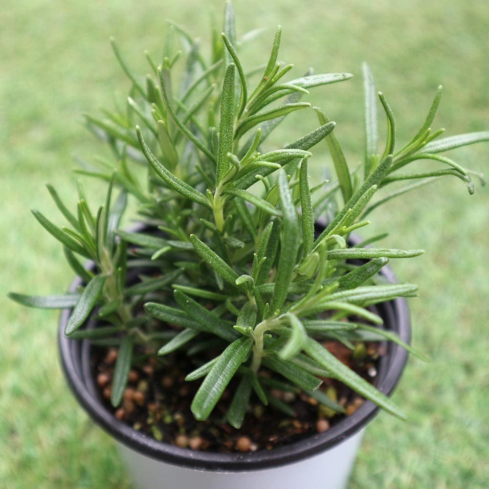 ローズマリー アブラクサス 10.5cm2個～【おうちで簡単！育てやすい