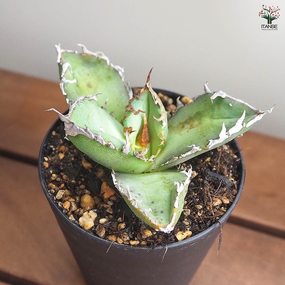 アガベ チタノタ ゴジラ 【多肉植物 3号／1個売り】｜ 【植物の