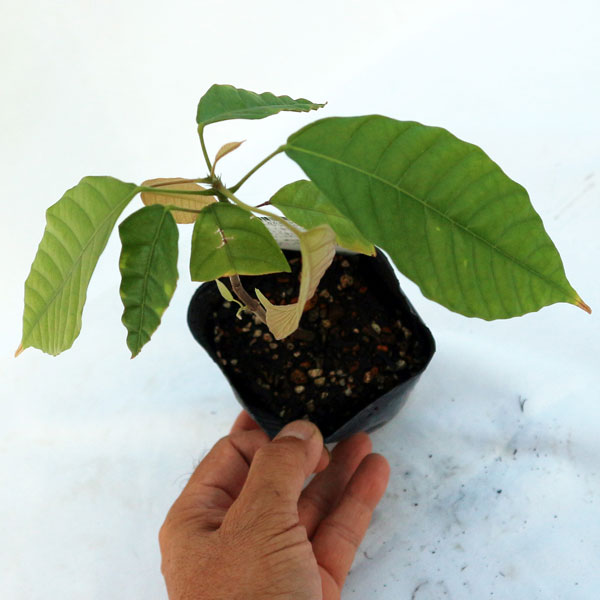 カカオの木の苗木 10.5cmポット苗 お買い得2個セット」耐寒性は無く