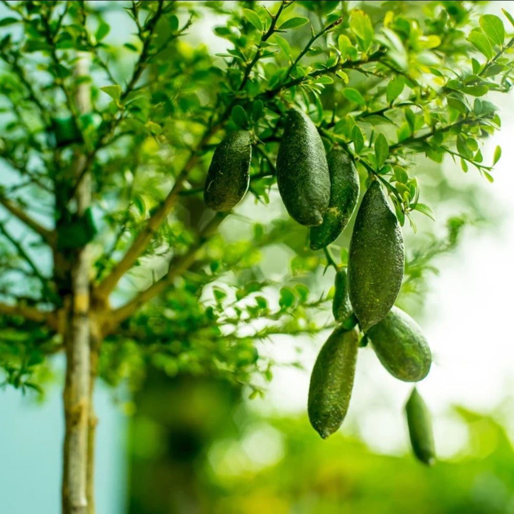 フィンガーライム グリーン【果樹苗 5年生 接木苗 24cmポット／1個