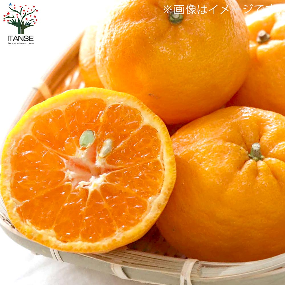 みかんの苗 ポンカン【果樹の苗木 4～5号ポット 接木苗／1個売り