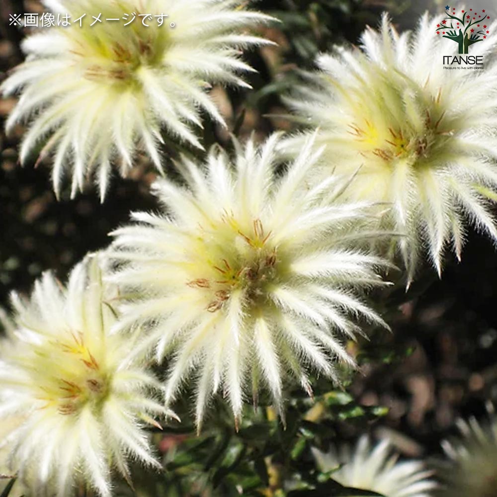 フィリカ プベッセンス ハイドラ【花苗 7号鉢／1個売り】｜ 【植物の