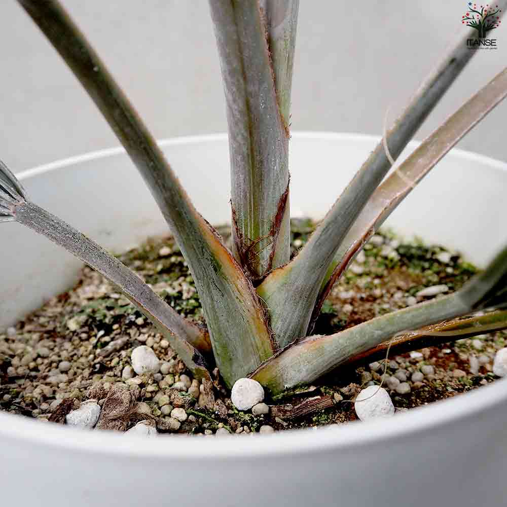 ビスマルキア ノビリス シルバー【観葉植物 7号／1個売り】｜ 【植物の