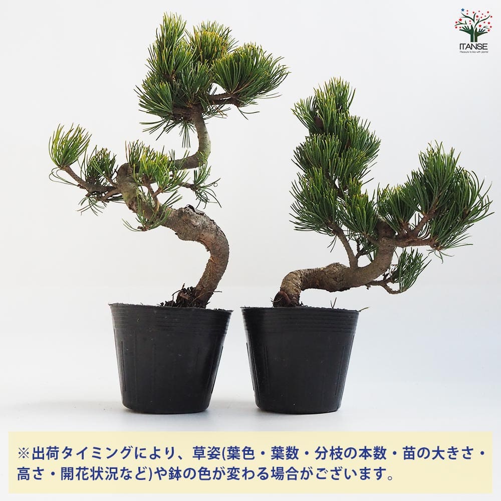 五葉松 【盆栽 4号ポット】｜ 【植物のITANSE】全品送料無料・即