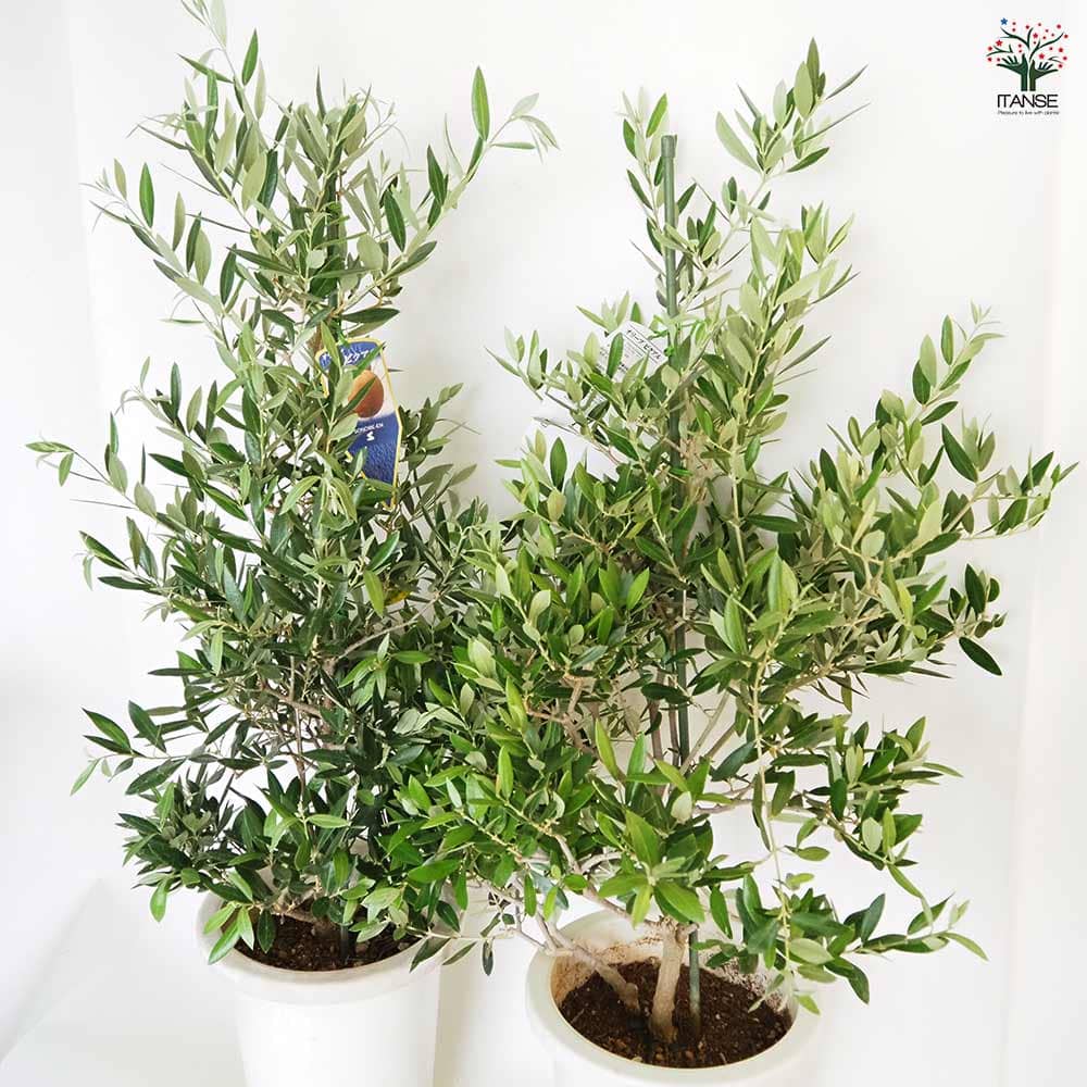 オリーブ ピクアル 【果樹の苗木 8号／1個売り】｜ 【植物の