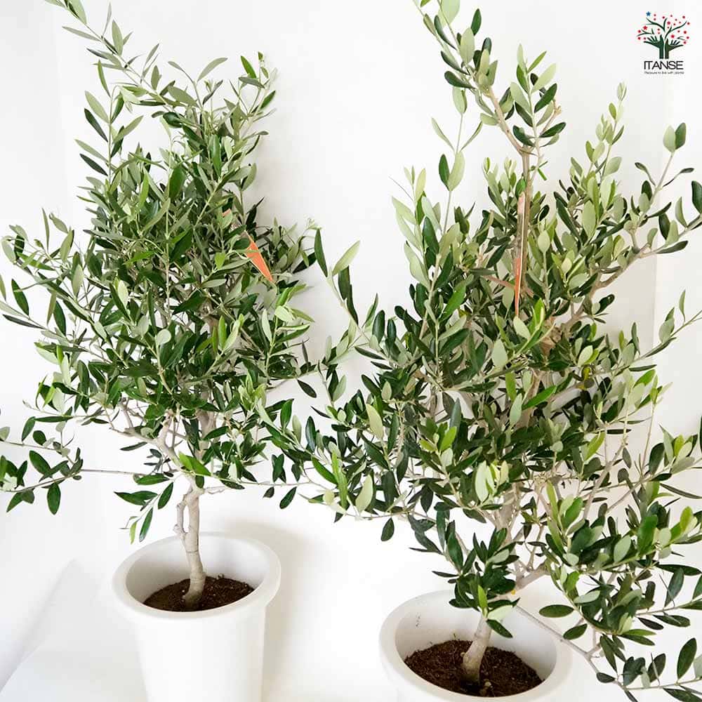 オリーブ コレッジョラ 【果樹の苗木 8号／1個売り】｜ 【植物の