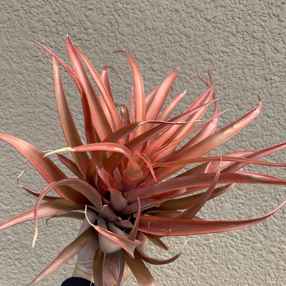 エアープランツ チランジア カピタータ レッド XLサイズ【幅約35cm×高