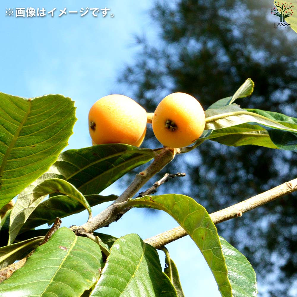 枇杷(びわ)の苗木 品種：なつたより【果樹の苗 13.5cmポット 1年生