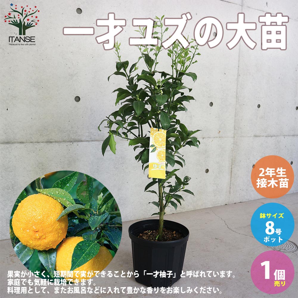 一才ユズの苗木 【果樹の苗木 8号スリット鉢 2年生 接木苗／1個売り