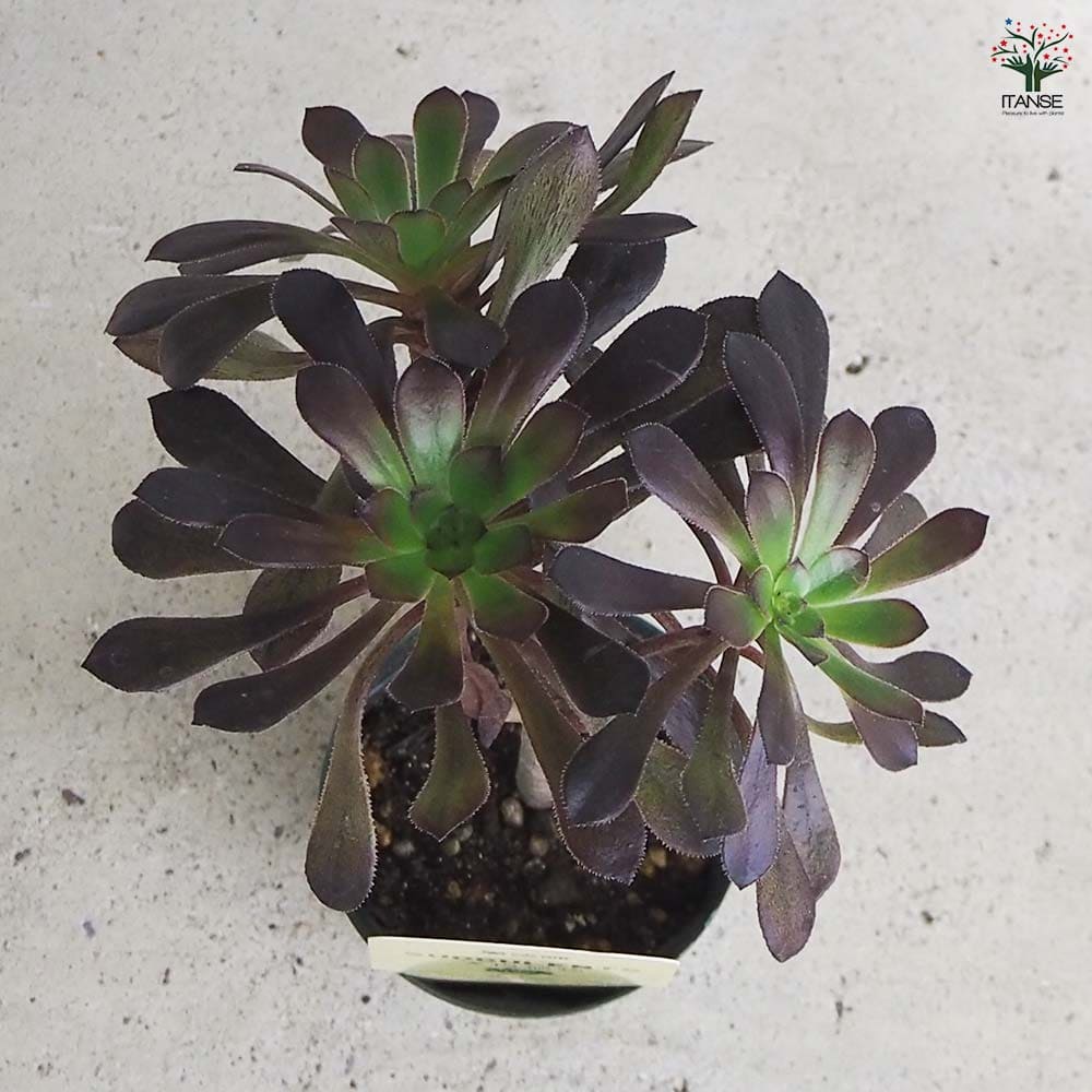 多肉植物 黒法師 【多肉植物 2.5号／1個売り】｜ 【植物のITANSE