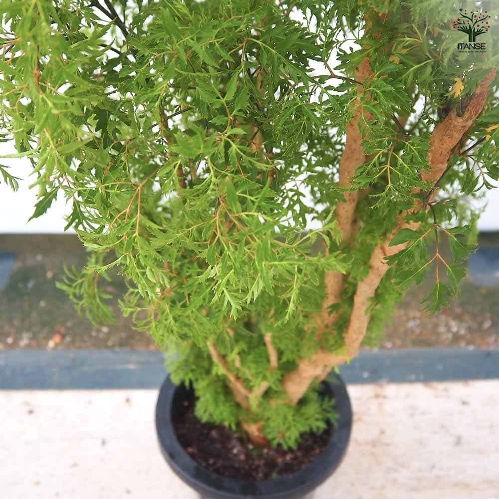 ポリシャス スターシャ 【観葉植物 8号／1個売り】｜ 【植物の