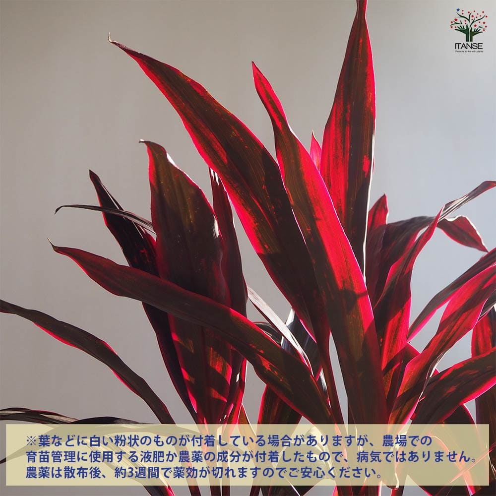 ドラセナ 赤ドラセナ 【観葉植物 8号鉢／1個売り】｜ 【植物の