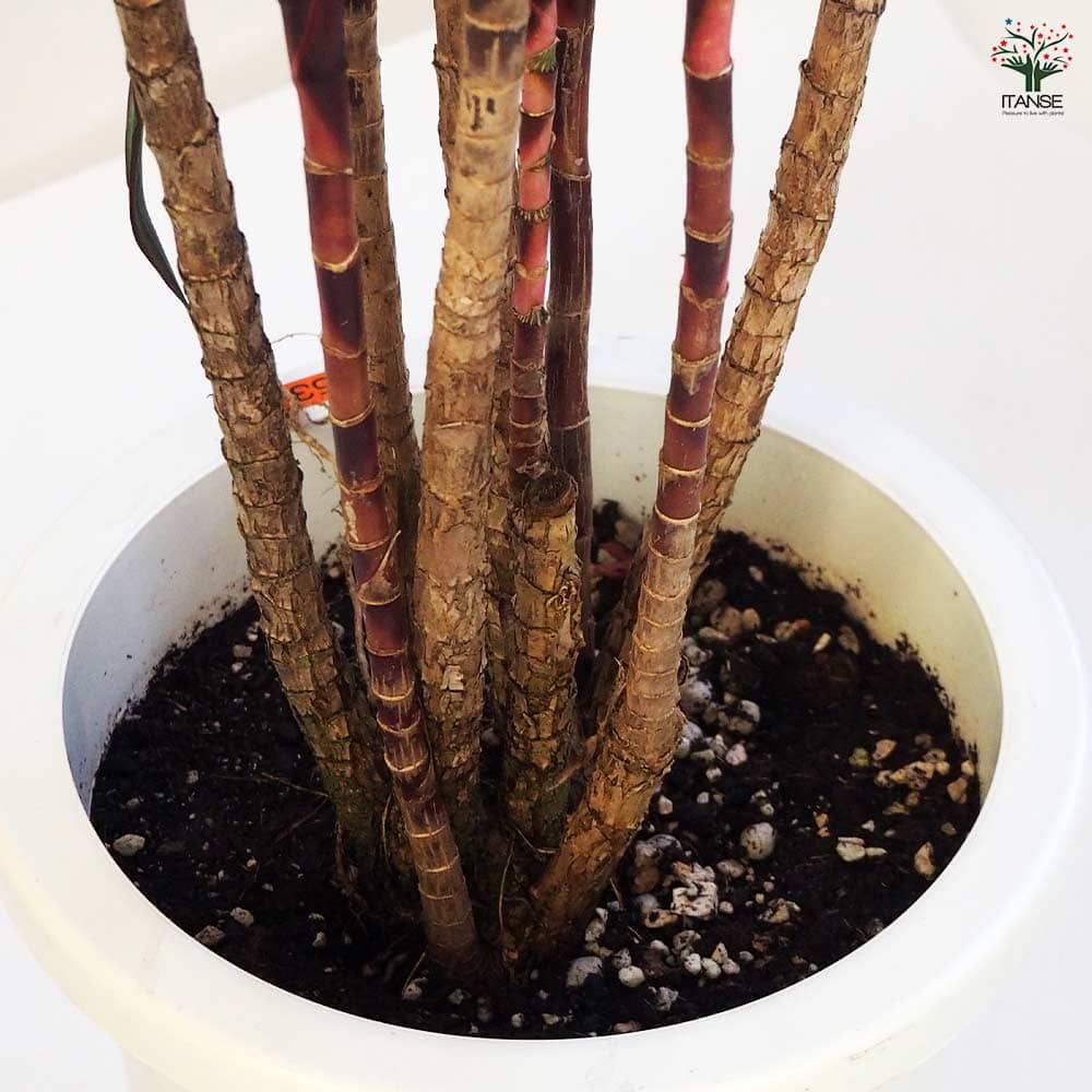 ドラセナ 赤ドラセナ 【観葉植物 8号鉢／1個売り】｜ 【植物の