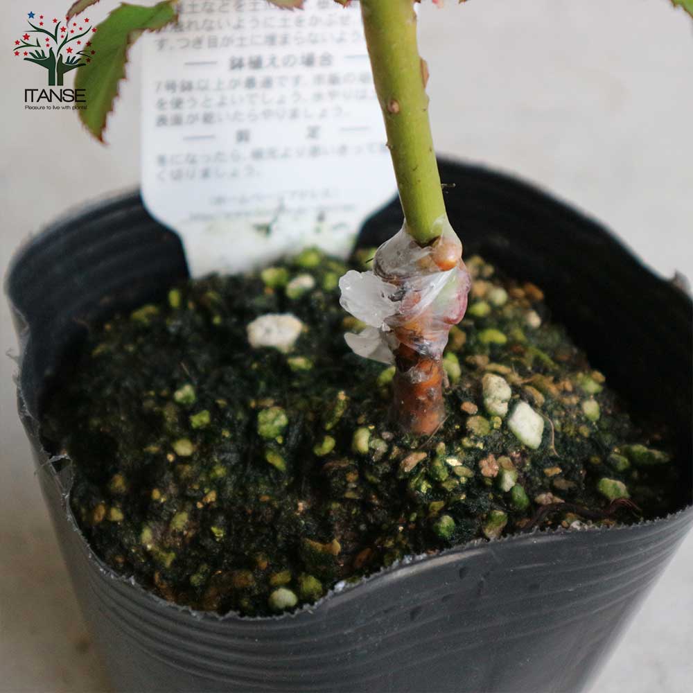 薔薇の苗 エーデルワイス (四季咲きフロリバンダローズ)【花苗新苗4号