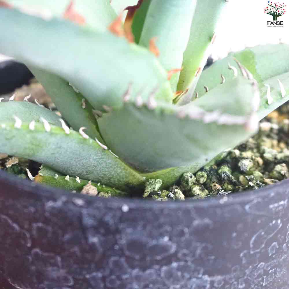 アガベ チタノタブルー 【多肉植物 2.5号鉢／1個売り】｜ 【植物の