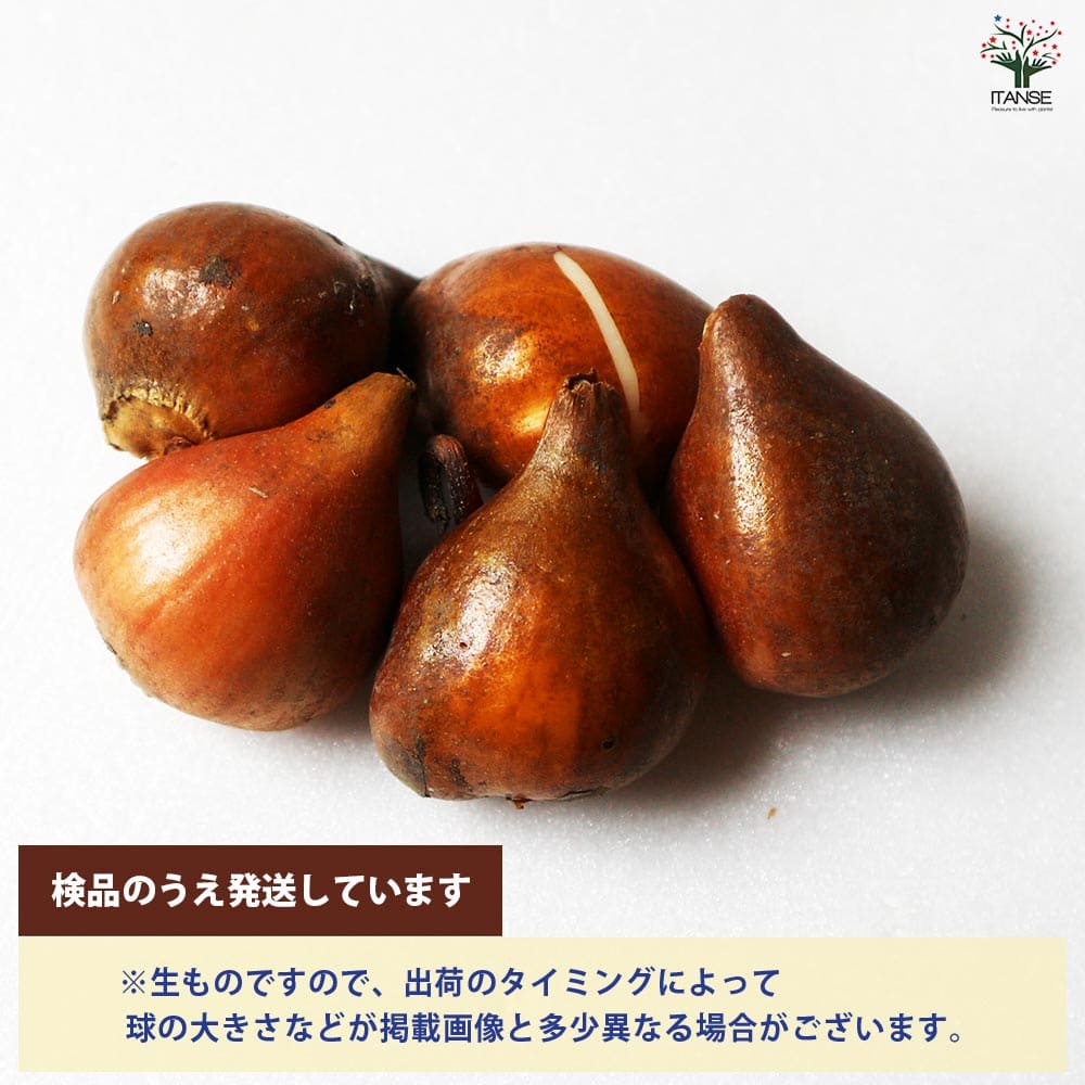 球根 八重咲きチューリップ アンジェリケ 【花球根 5球／1個売り