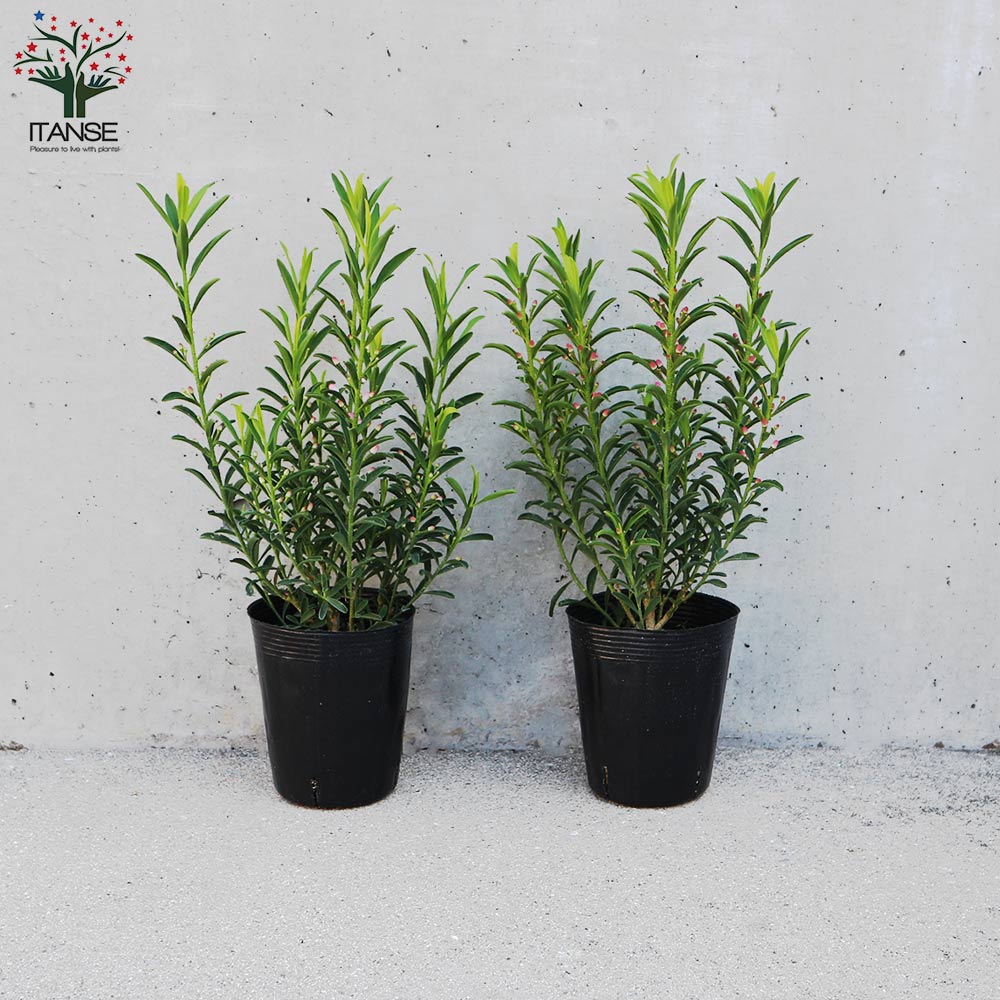 エリオステモン【花苗 3.5号ポット】｜ 【植物のITANSE】全品