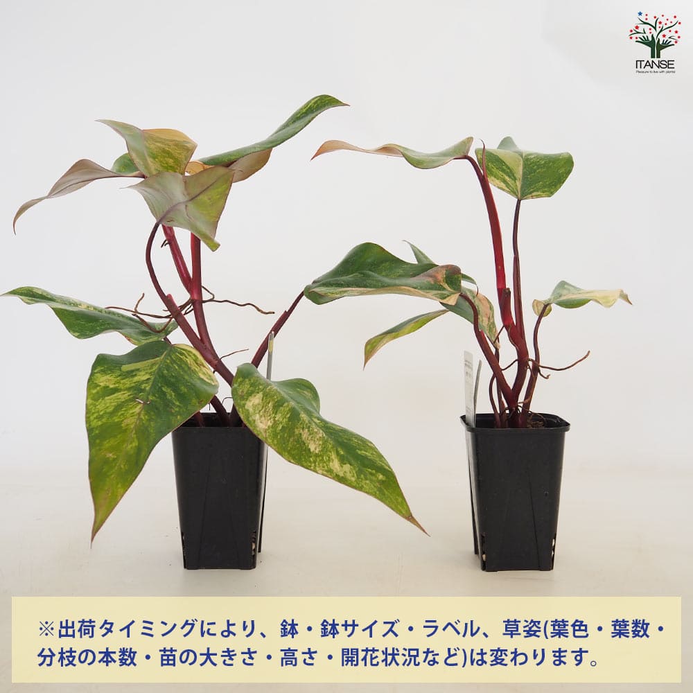 フィロデンドロン ストロベリーシェイク 【観葉植物 3.5号／1個売り