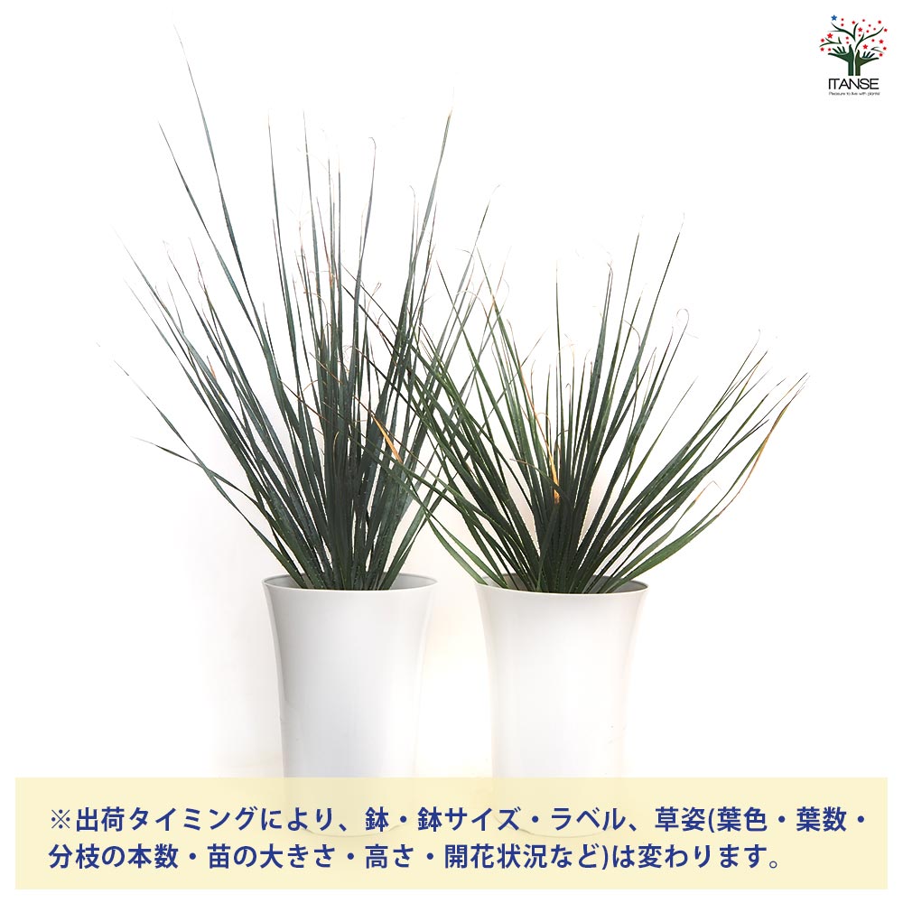 ダシリリオン ウィーレリ 【多肉植物 7号／1個売り】｜ 【植物の