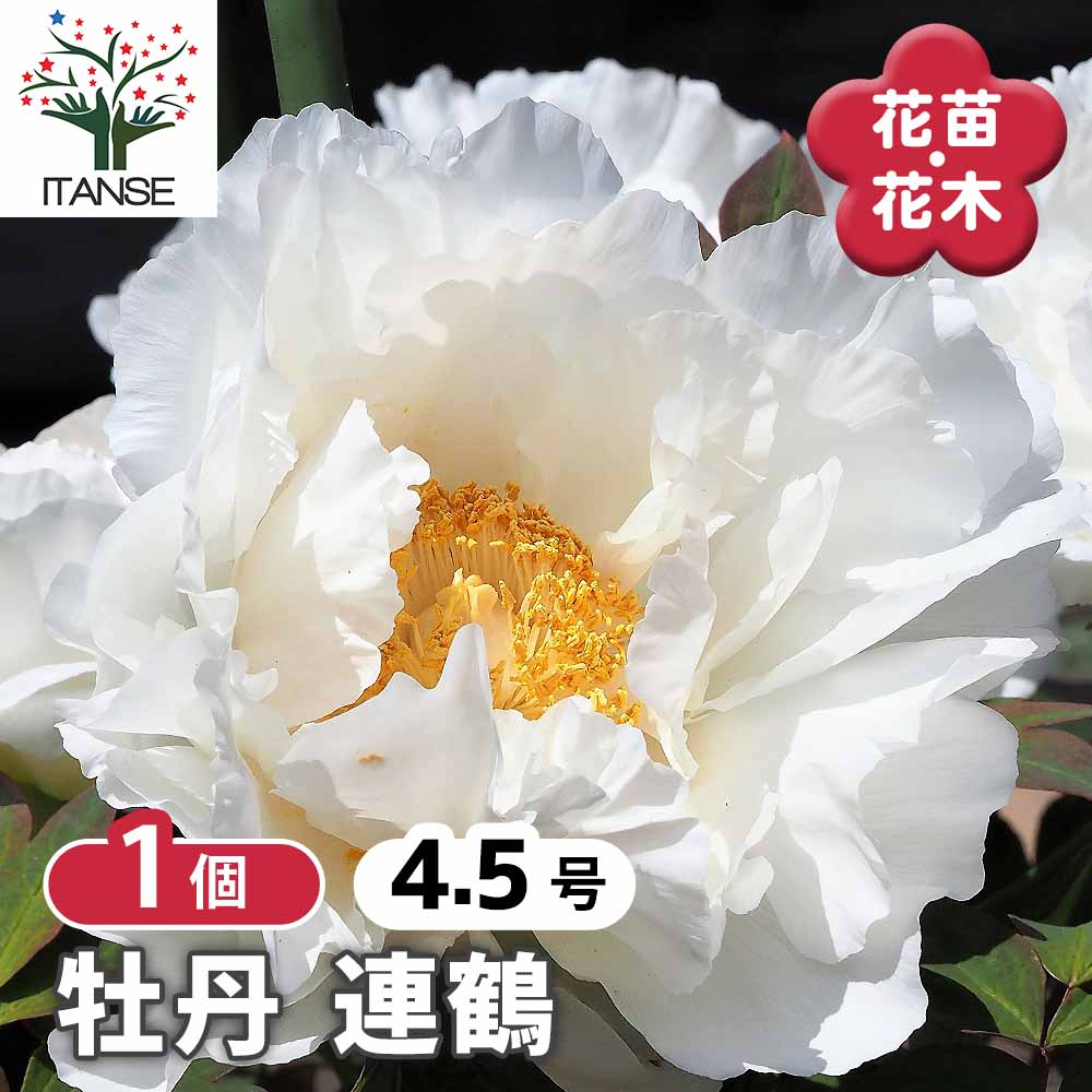 牡丹 連鶴 【花木苗 4.5号／1個売り】｜ 【植物のITANSE】全品