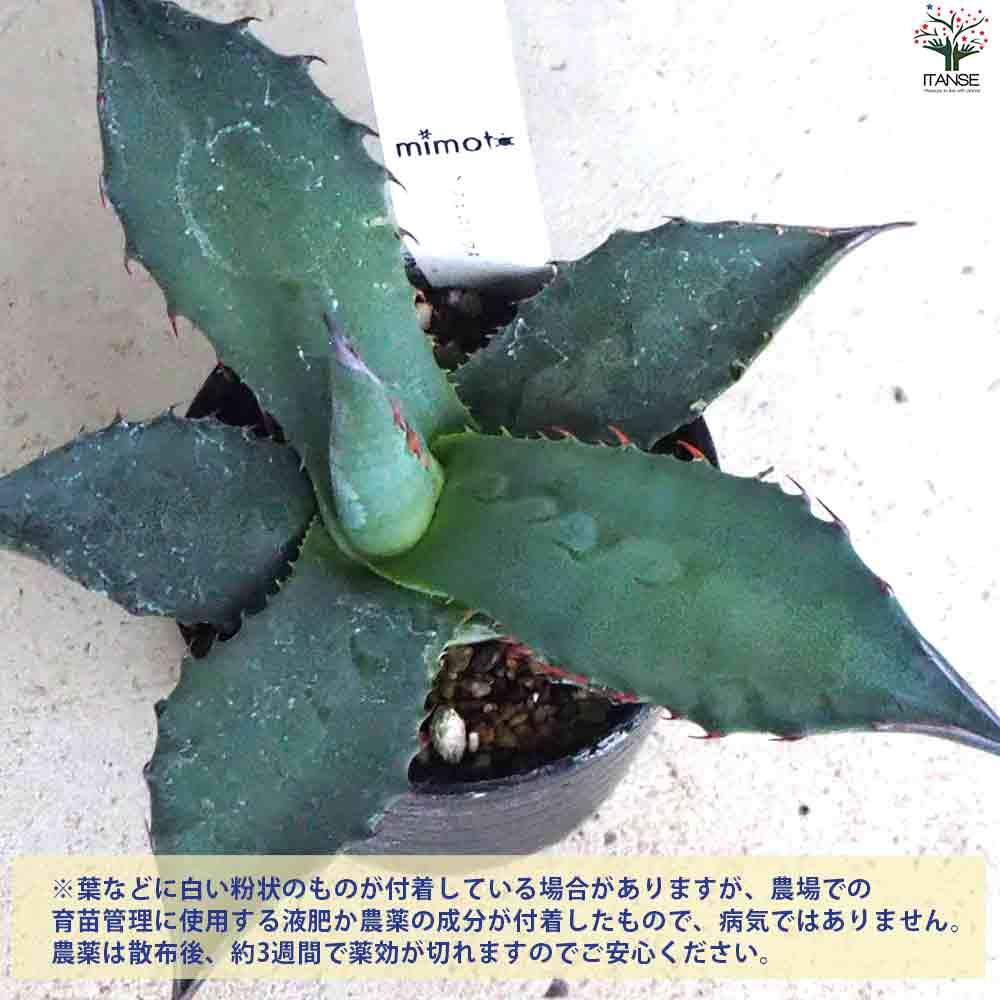 アガベ フェロックス 【多肉植物 2.5号鉢／1個売り】｜ 【植物の