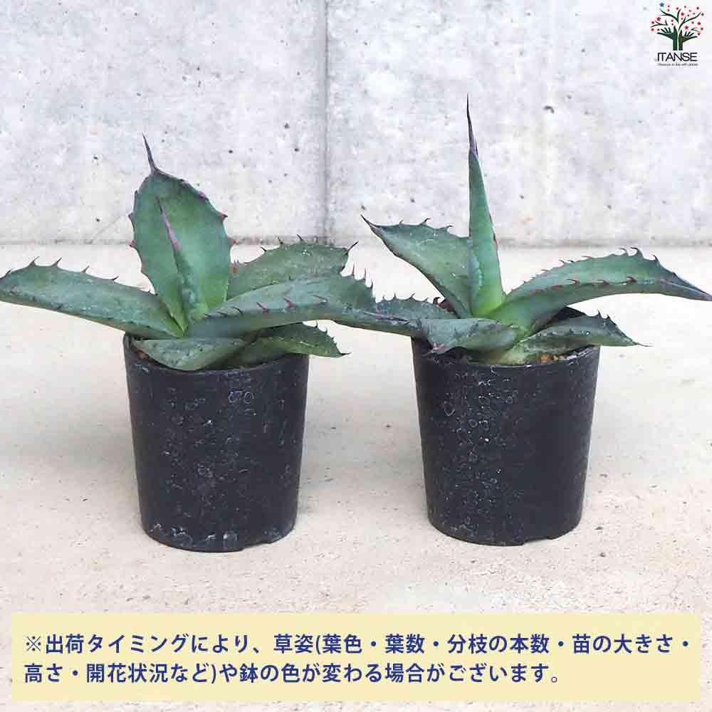 アガベ フェロックス 【多肉植物 2.5号鉢／1個売り】｜ 【植物の