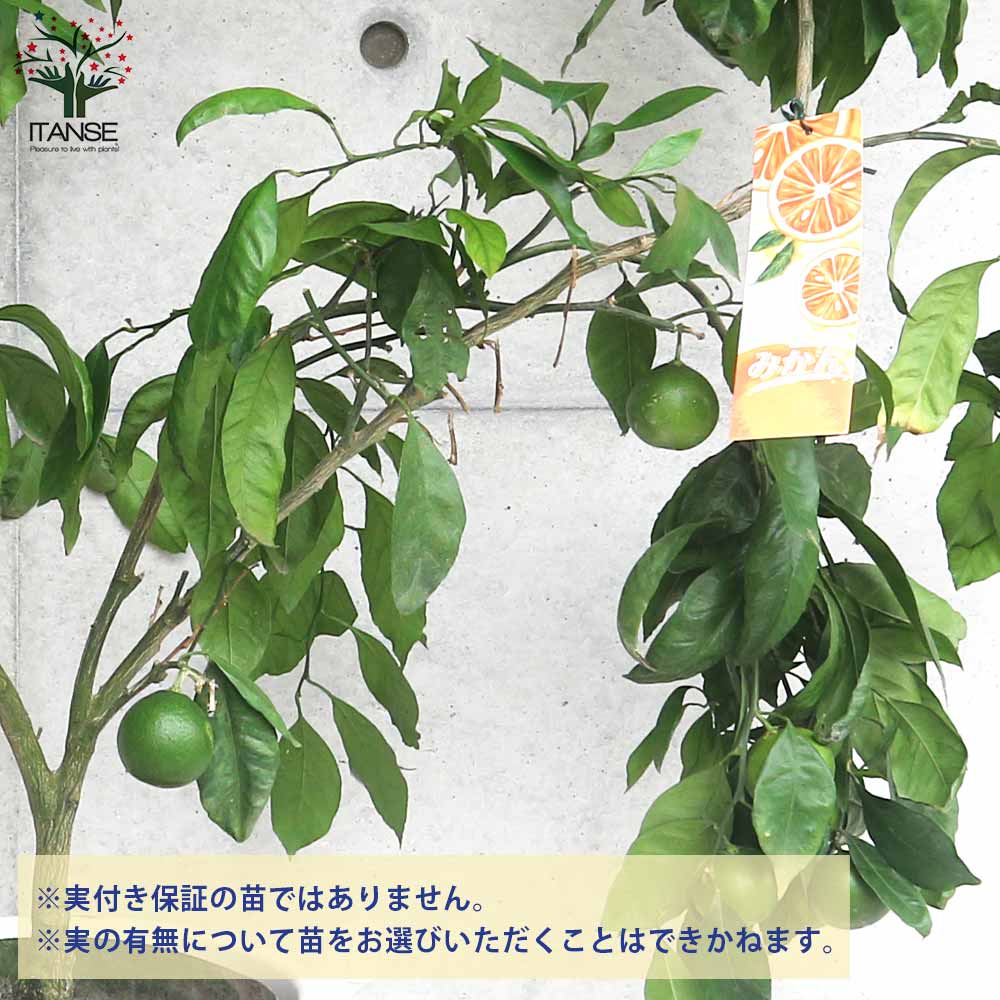 みかんの苗木 宮川早生【果樹の苗木 10号ポット大苗 3年生 接木苗／1個