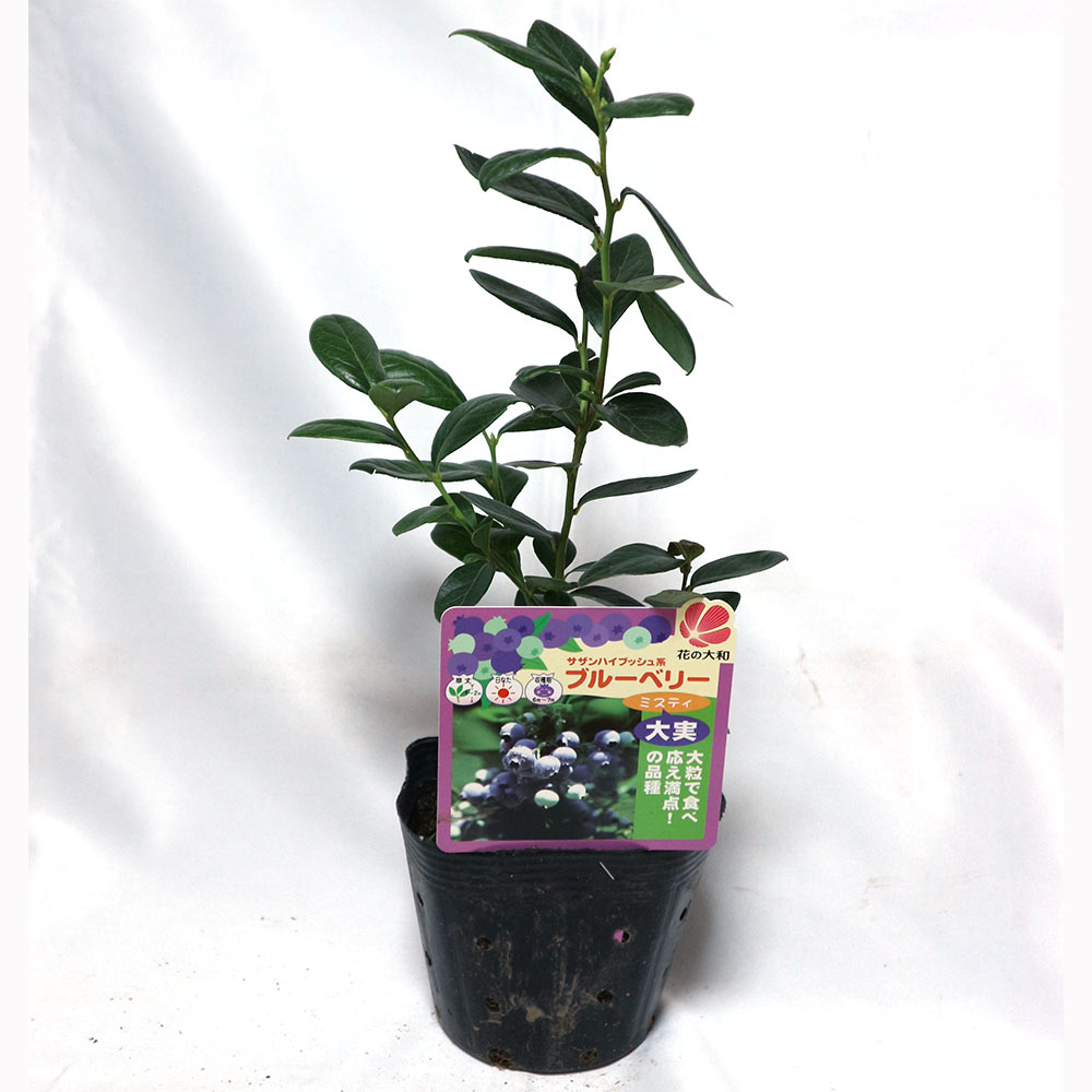大実サザンブッシュ系ブルーベリー”ミスティー”12cmポット苗」【1個
