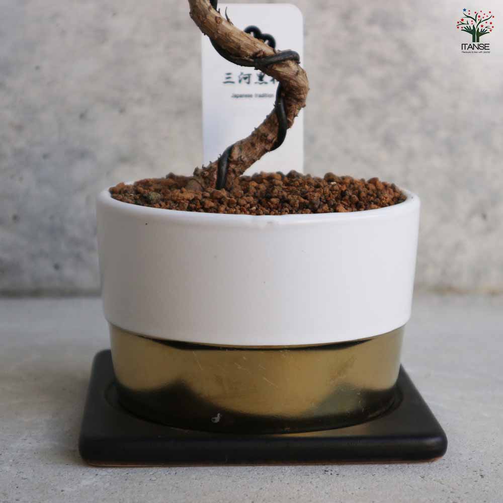 三河松 鉢色：白 【盆栽 4号／1個売り】｜ 【植物のITANSE】全品