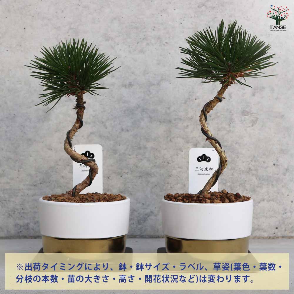 三河松 鉢色：白 【盆栽 4号／1個売り】｜ 【植物のITANSE】全品