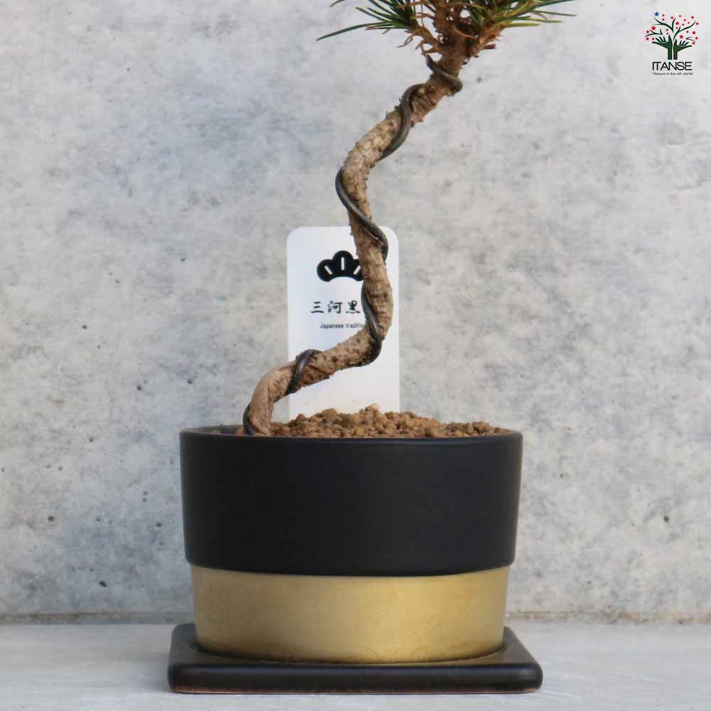 三河松 鉢色：黒 【盆栽 4号／1個売り】｜ 【植物のITANSE】全品