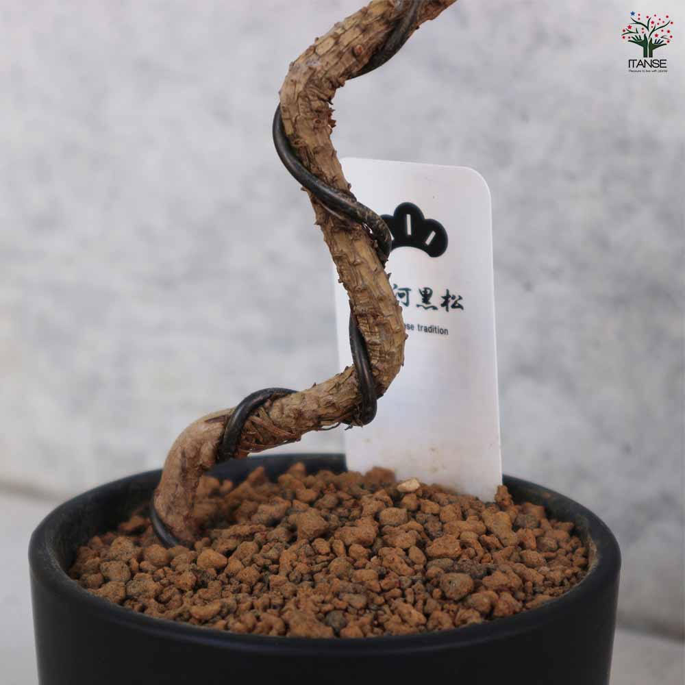 三河松 鉢色：黒 【盆栽 4号／1個売り】｜ 【植物のITANSE】全品