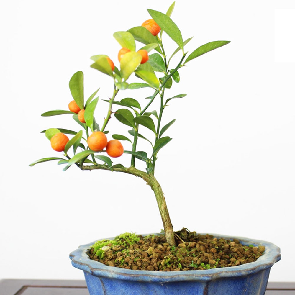 キンズ(金豆)【庭木 3号ポット／1個売り】｜ 【植物のITANSE