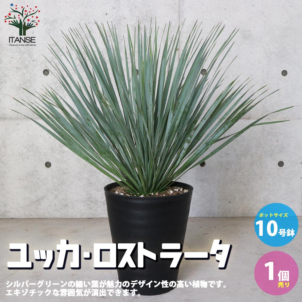 ユッカ ロストラータ幹太 多肉植物 ユッカ ロストラータ幹太 多肉植物