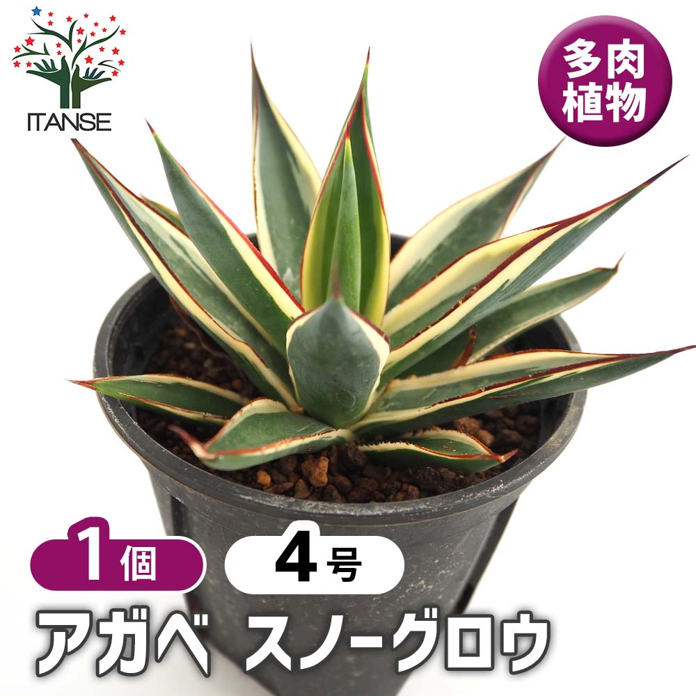 アガベ スノーグロウ 【多肉植物 4号／1個売り】｜ 【植物の