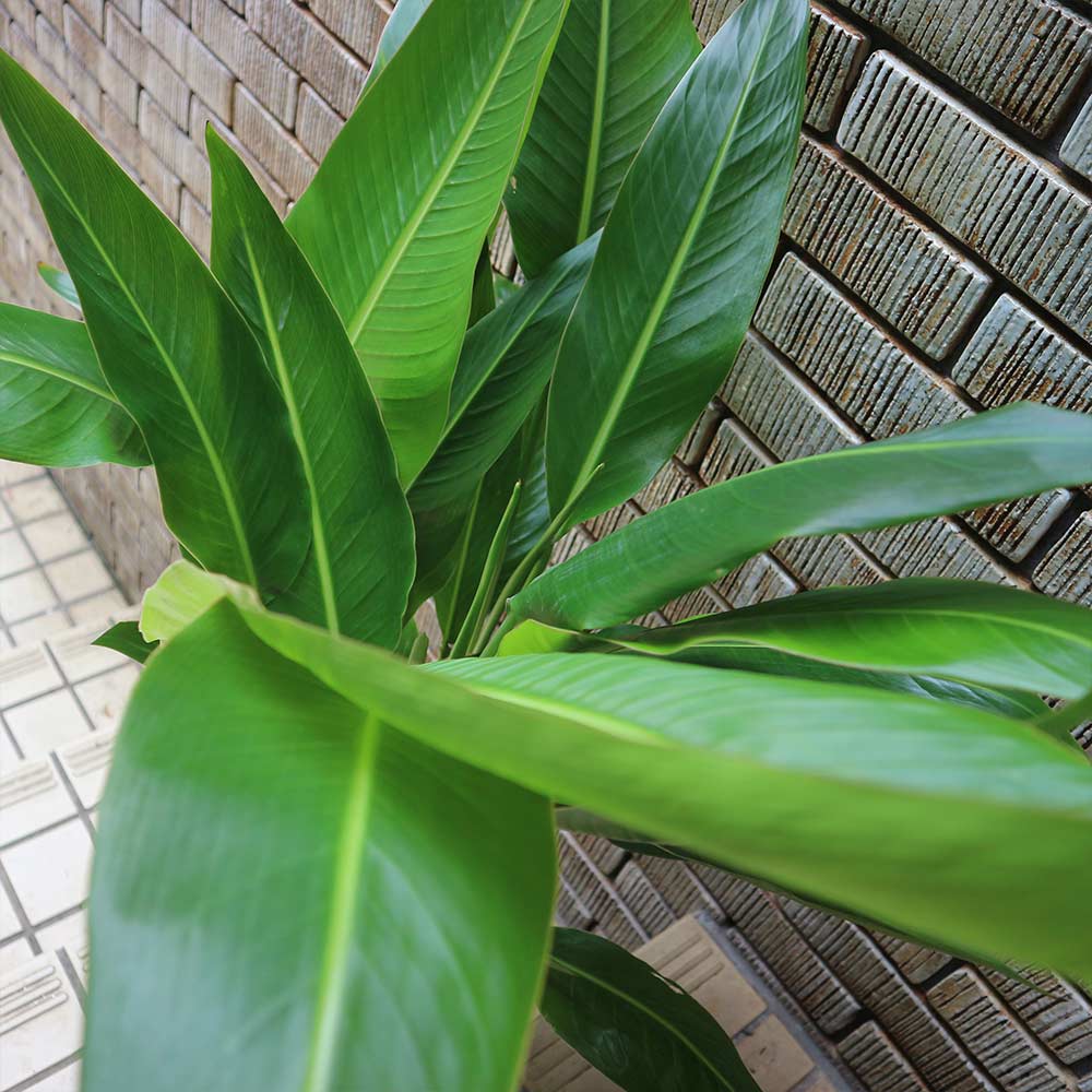 タビビトノキ (旅人の木)【中型 観葉植物 8号鉢／1個】｜ 【植物の