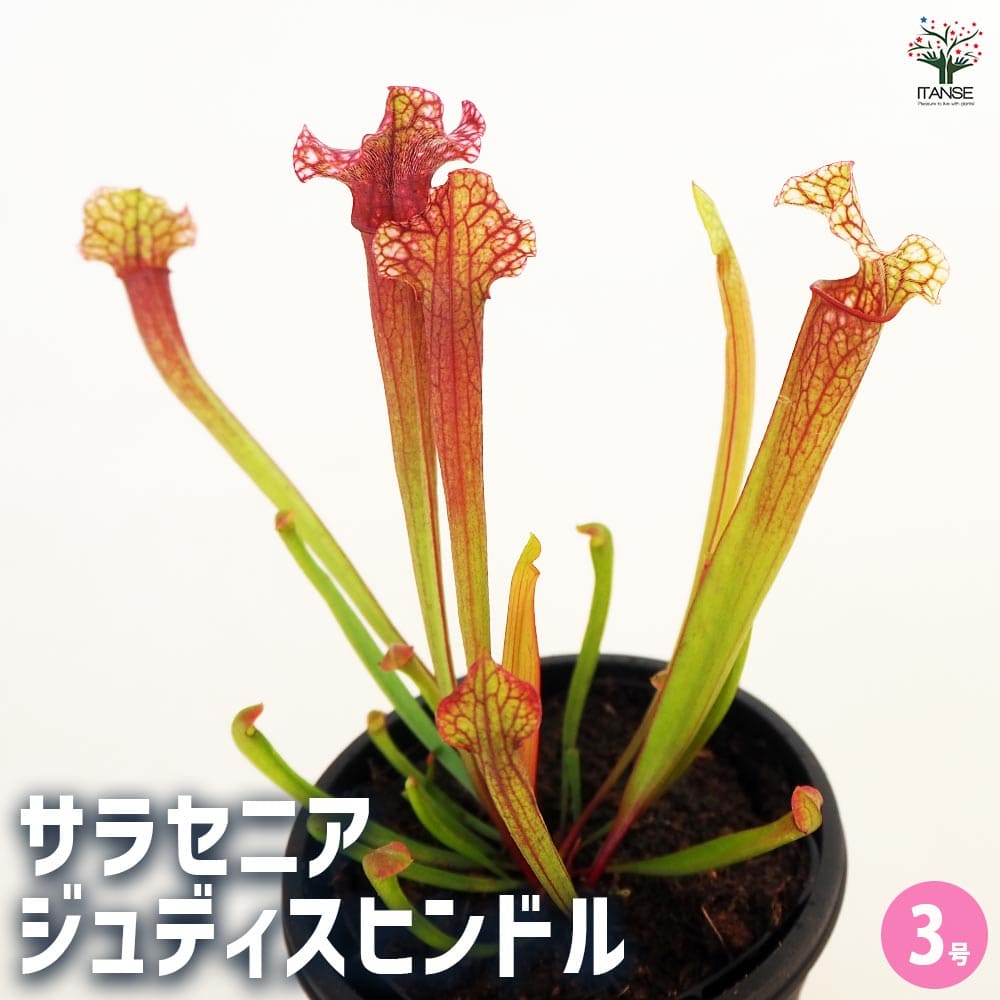 食虫植物 サラセニア ジュディスヒンドル 【観葉植物 3号／1個売り