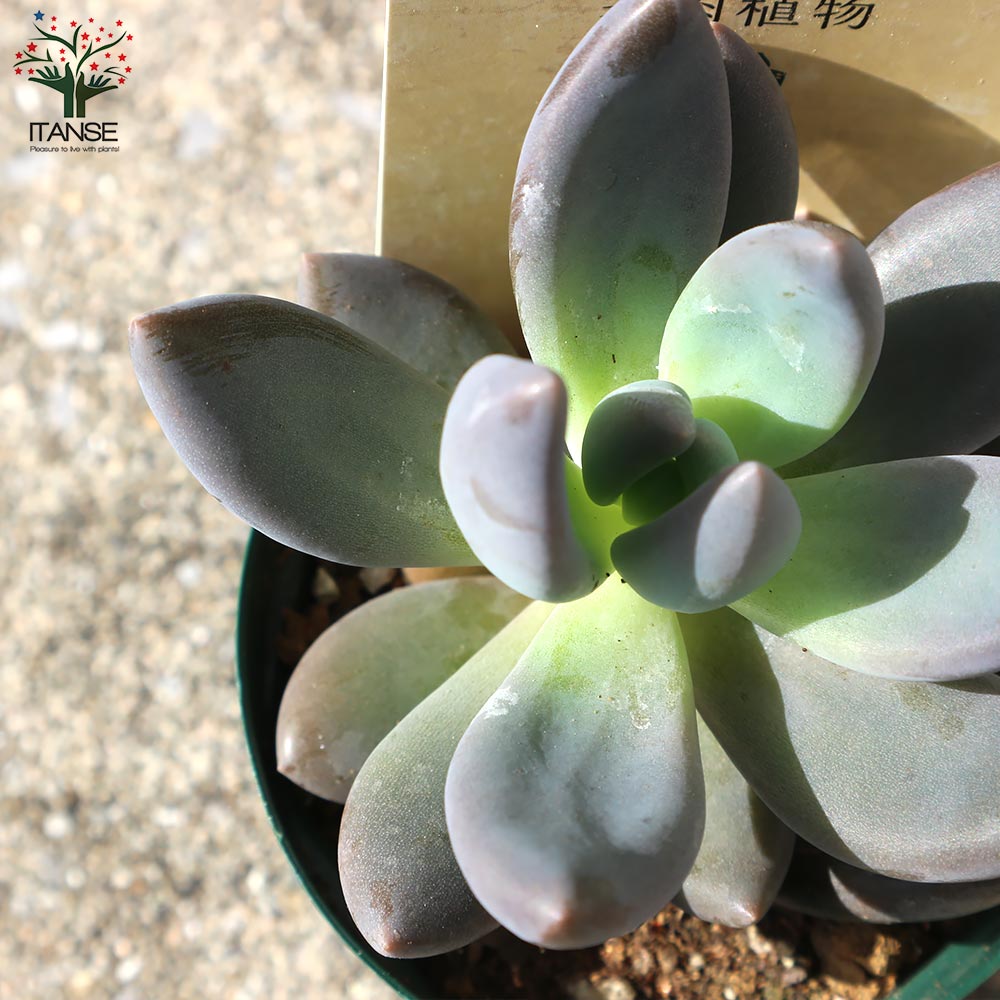 紫麗殿(しれいでん) 【多肉植物 2.5号鉢／1個売り】｜ 【植物の