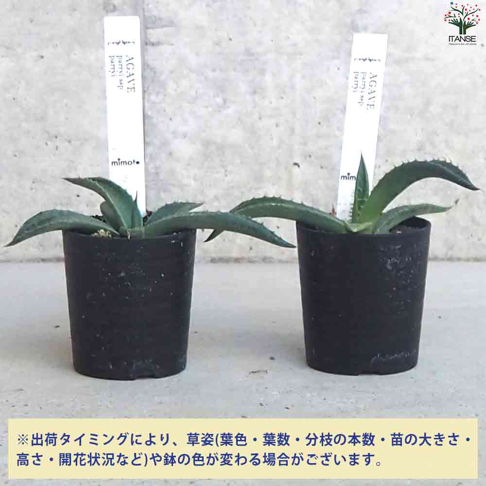 アガベ パリー吉祥天 【多肉植物 2.5号鉢／1個売り】｜ 【植物の