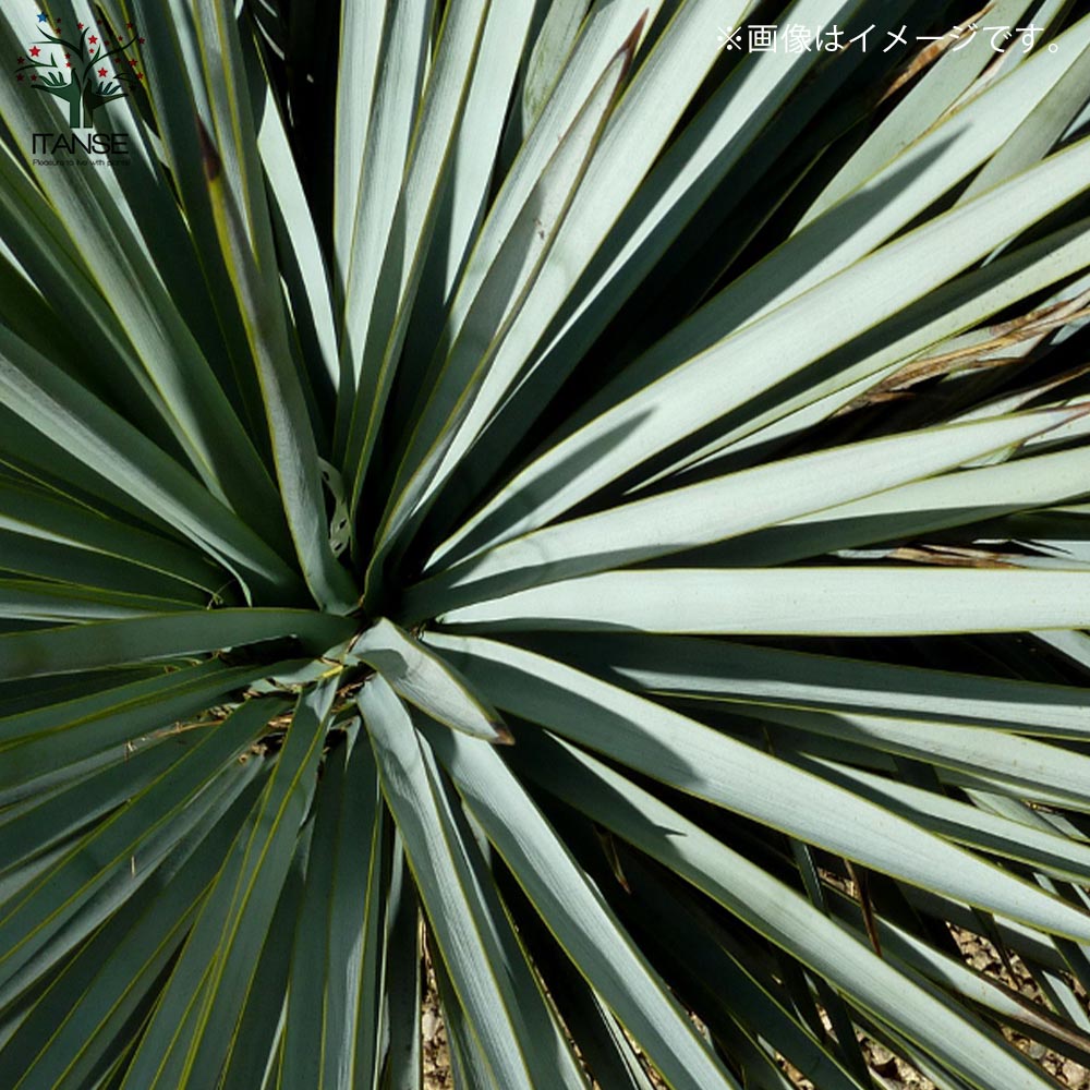 ユッカ リギダ 【観葉植物 8号プラスチック鉢：リビングやオフィス向き
