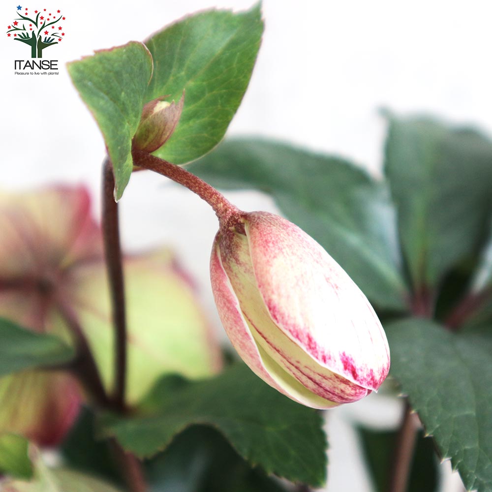 クリスマスローズ 氷の薔薇 ダークピコティ【花苗 5号鉢／1個売り