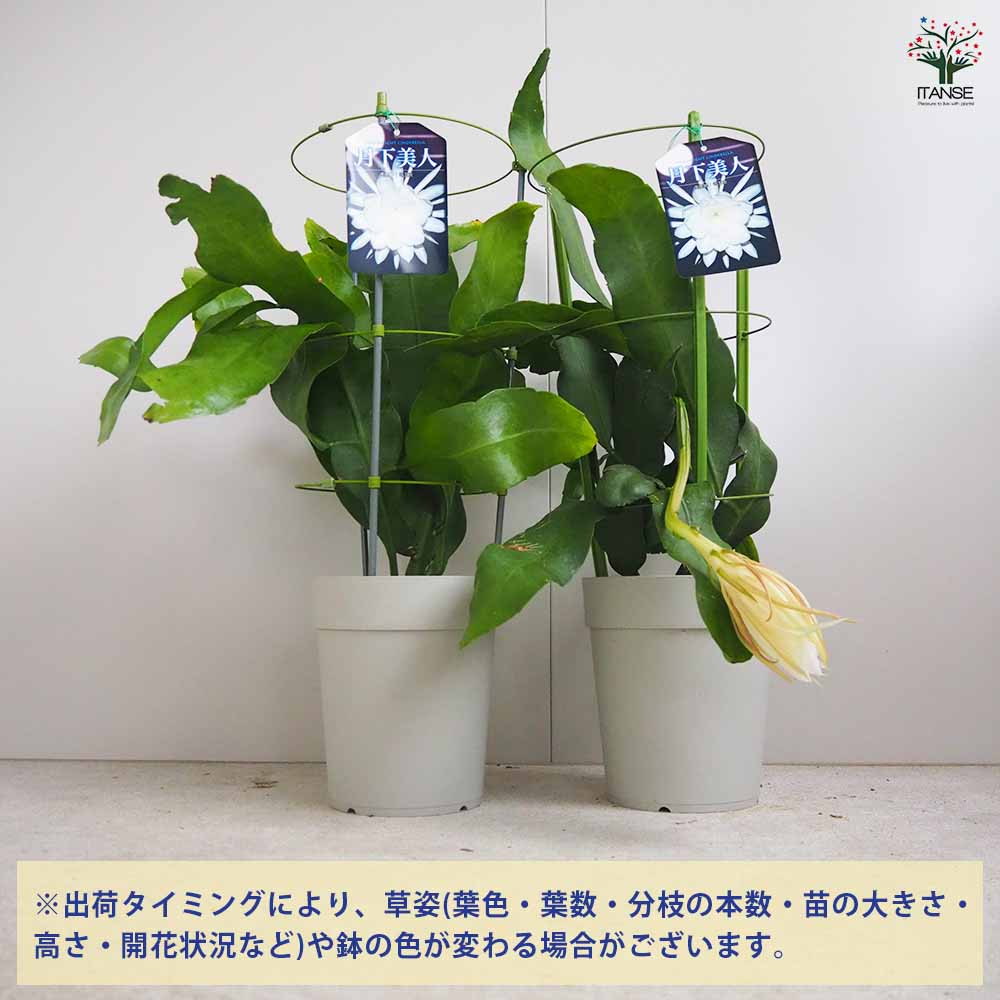 月下美人 月下美人 【多肉植物 6号鉢／1個売り】｜ 【植物の