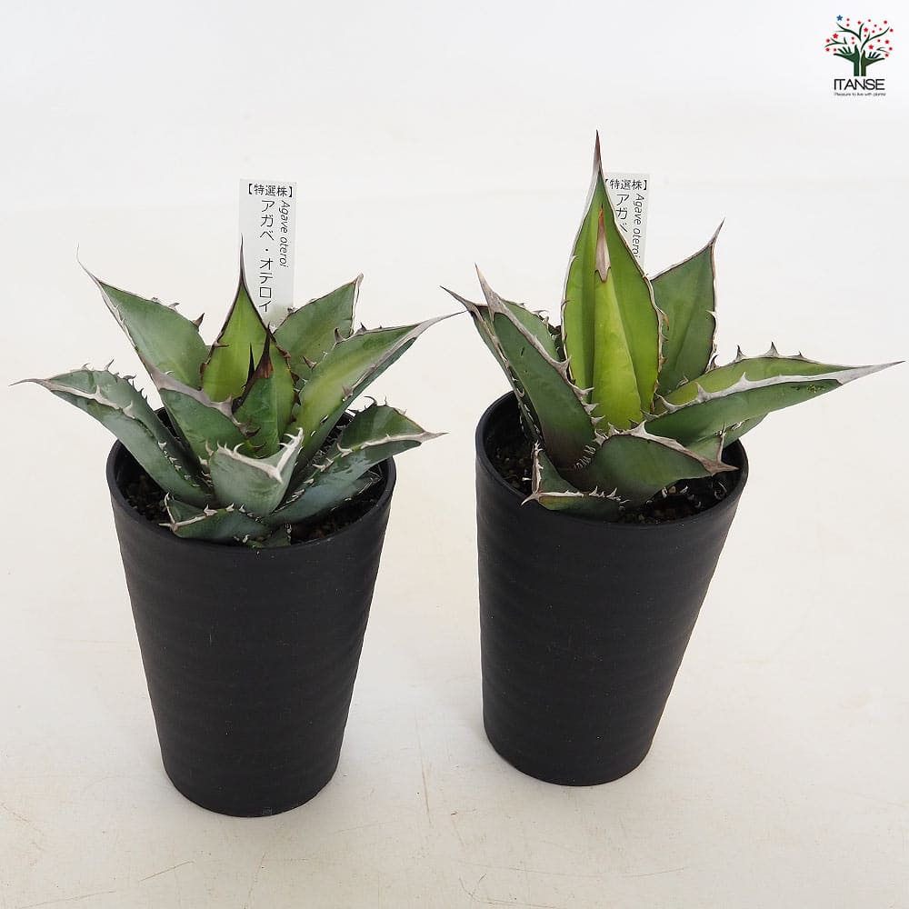 アガベ オテロイ 【多肉植物 3.5号／1個売り】｜ 【植物のITANSE