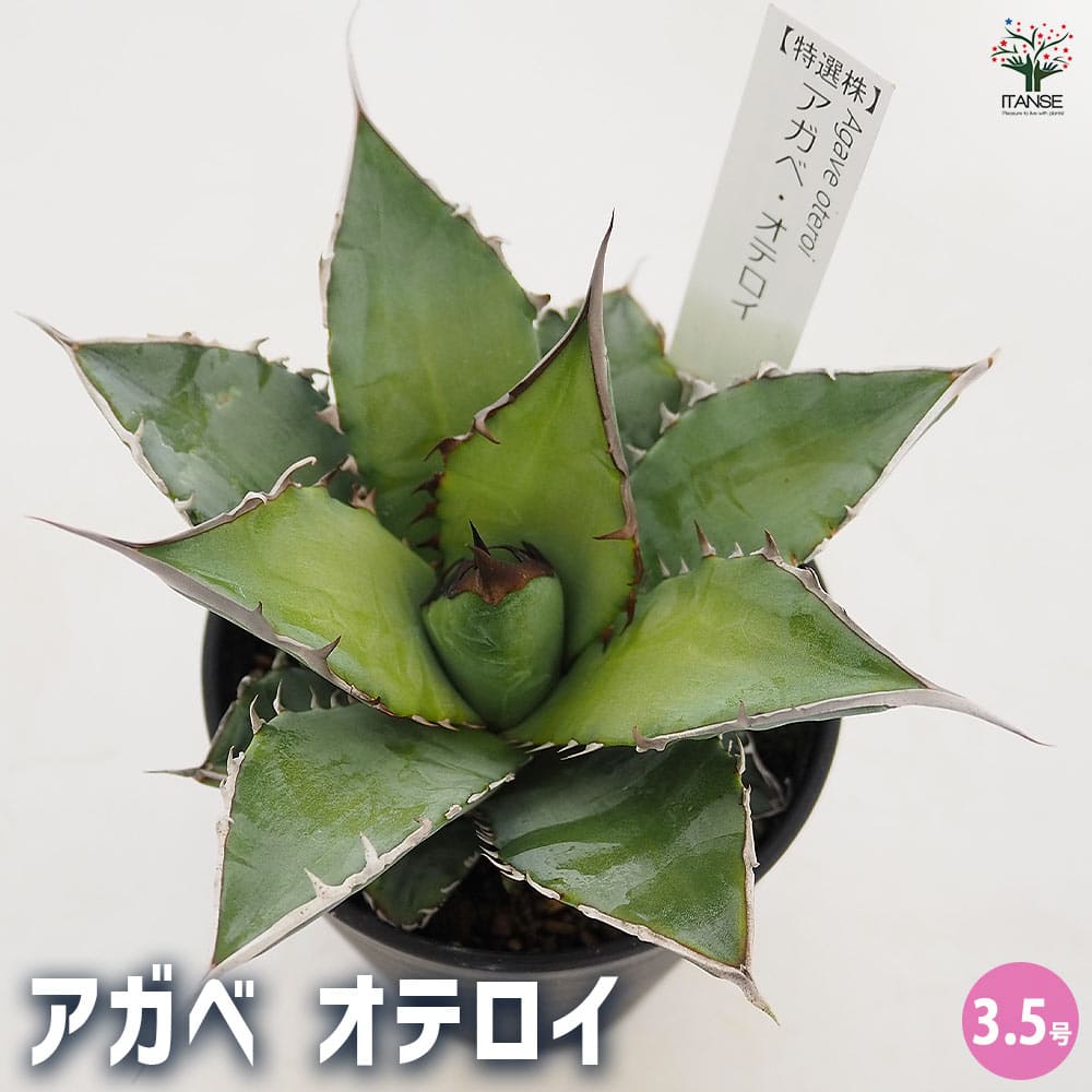 アガベ オテロイ 【多肉植物 3.5号／1個売り】｜ 【植物のITANSE