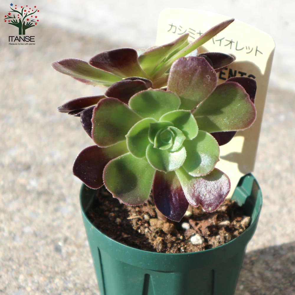 アエオニウム・カシミヤバイオレット 【多肉植物 2.5号鉢／1個売り