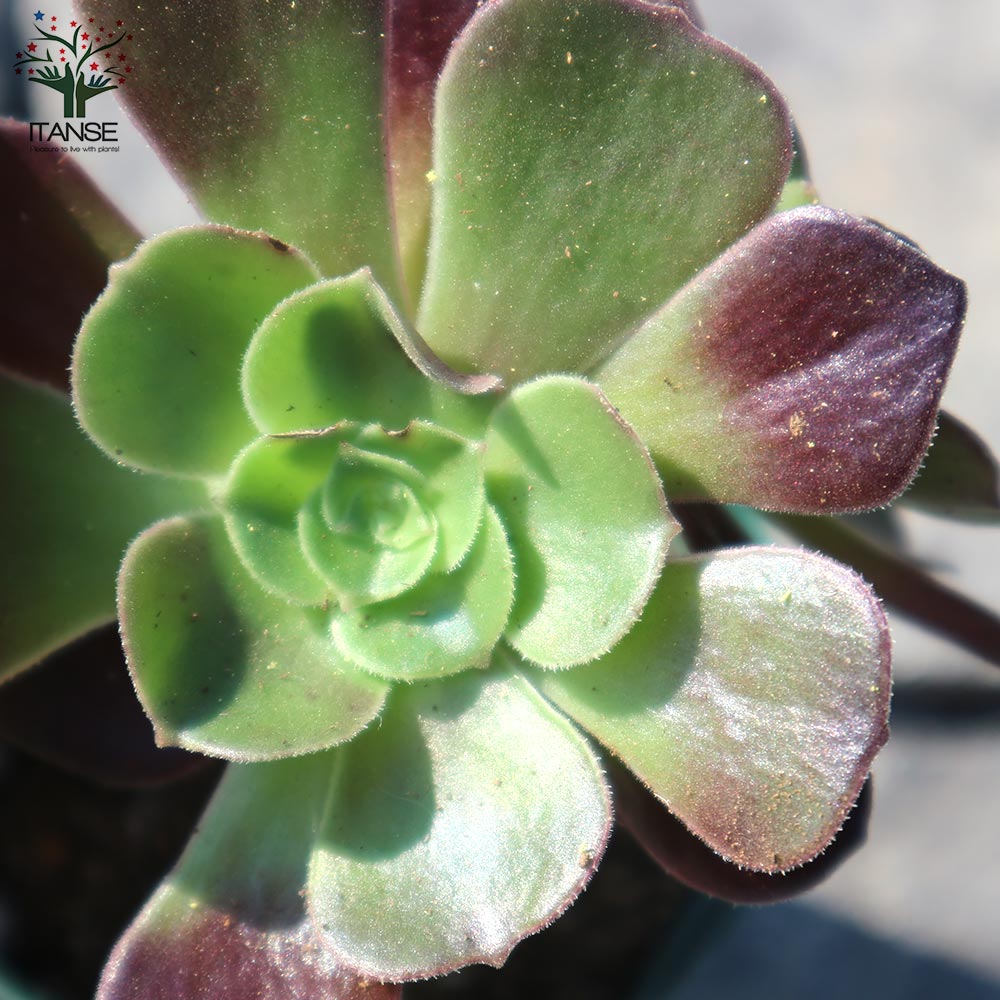 アエオニウム・カシミヤバイオレット 【多肉植物 2.5号鉢／1個売り