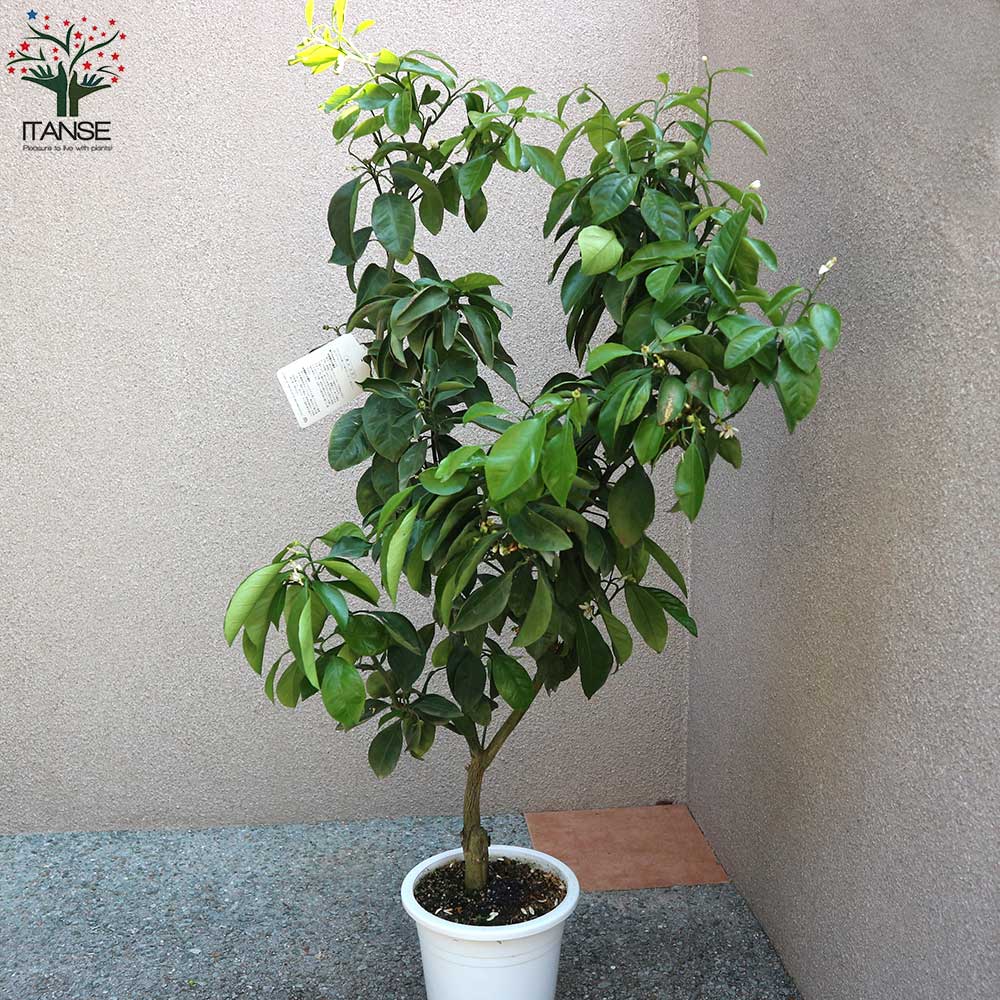 柑橘の苗 スイートスプリング【果樹の苗木 7号鉢 3年生 接木苗／1個