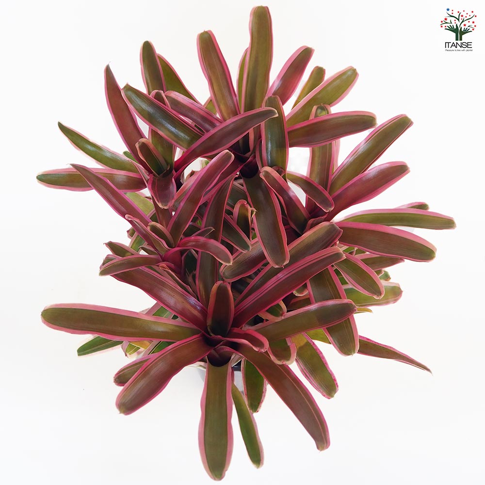 ネオレゲリア ファイヤーボール バリエガータ 【観葉植物 5号／1個売り